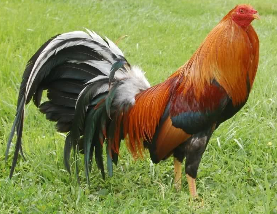 giống gà